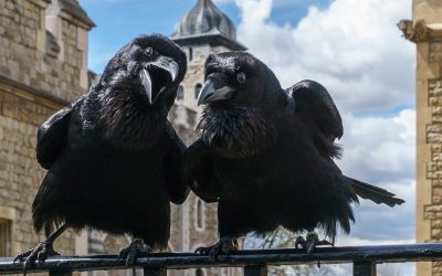 Ravens of the Tower decide to hop it in Brexit exodus shock.