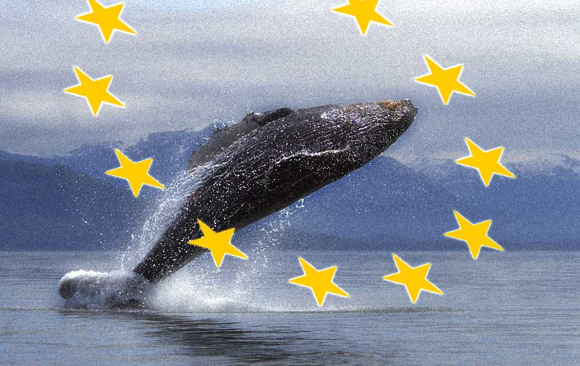 Beaten by Whales – memories of Brexit week
